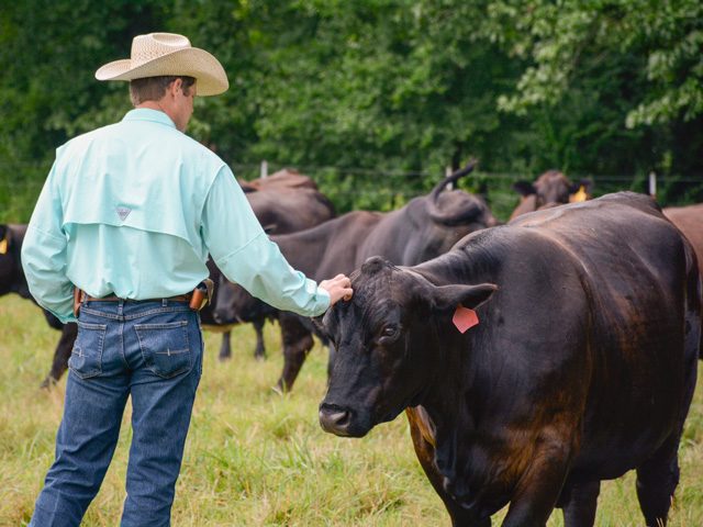 Ranch manager Justin Williams from Jones Beefmasters purebred cattle operation in Savannah, Tennessee, with some of the Beefmaster cattle herd. (DTN photo by Loren Lindler)